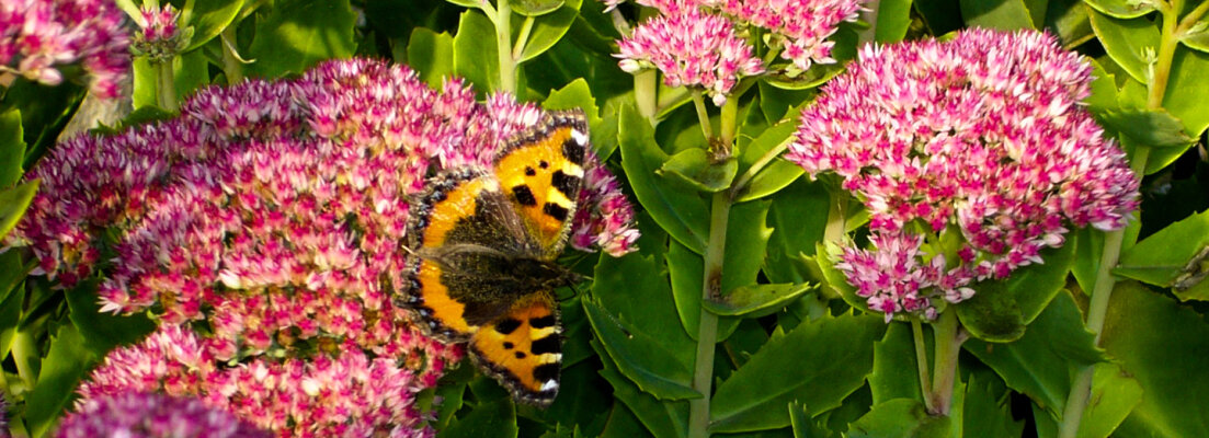 ¿Cómo atraer mariposas a tu jardín? - ¿Cómo atraer mariposas a tu jardín?