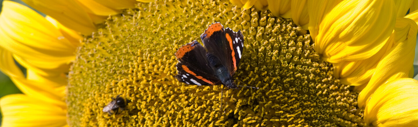 Red admiral