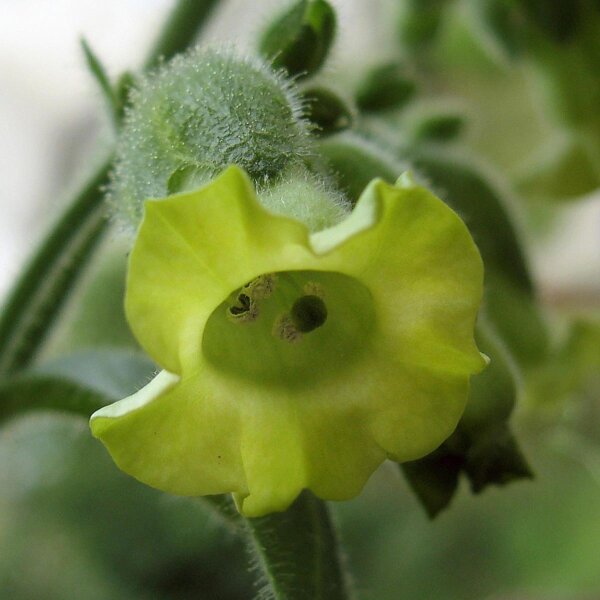 Tabaco mapacho (Nicotiana rustica) orgánico semillas