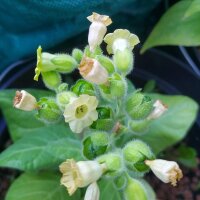 Tabaco mapacho (Nicotiana rustica) orgánico semillas