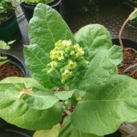 Tabaco mapacho (Nicotiana rustica) orgánico semillas