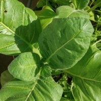 Tabaco mapacho (Nicotiana rustica) orgánico semillas