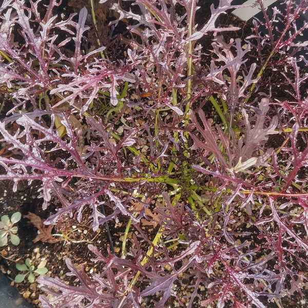 Hoja de mostaza china Rouge Metis (Brassica juncea) orgánica semillas