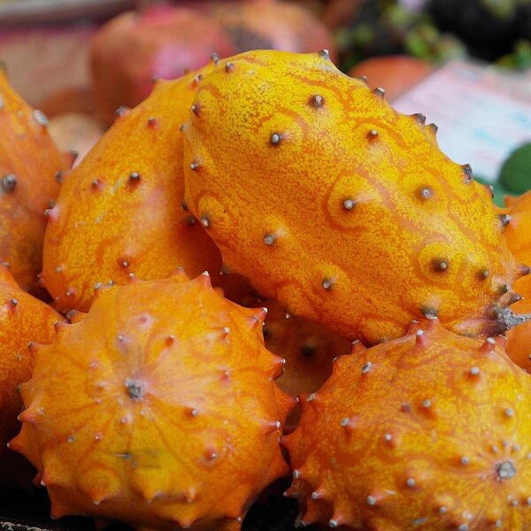 Kiwano (Cucumis metuliferus) semillas