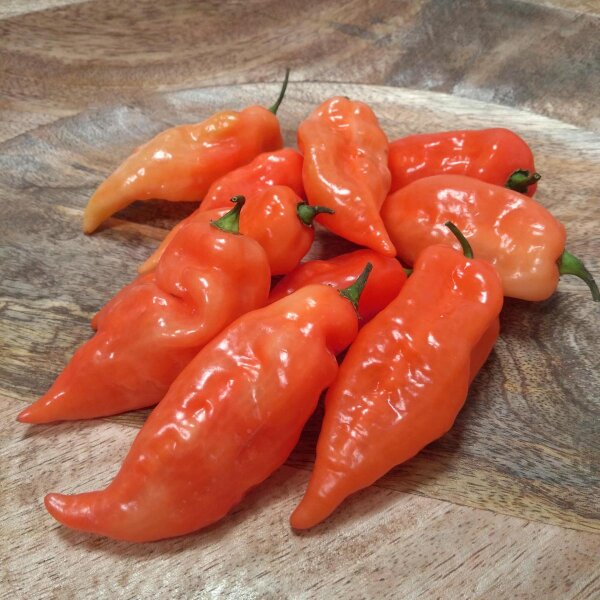 Pimiento Habanada (Capsicum chinense) semillas