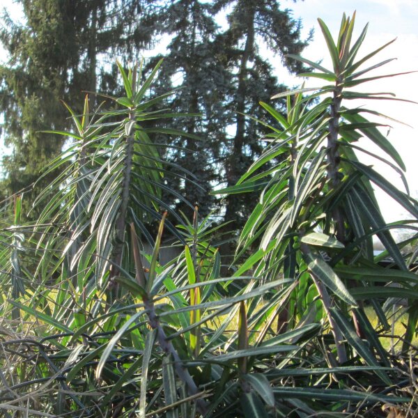 Caper Spurge (Euphorbia lathyris) organic semillas