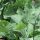Brócoli Calabrese (Brassica oleracea) orgánico semillas