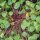 Belleza siberiana de primavera (Montia sibirica) semillas