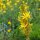 Kings Spear (Asphodeline lutea) semillas