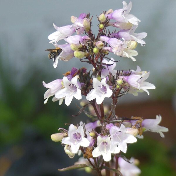 Penstemon Mystica (Penstemon digitalis) semillas