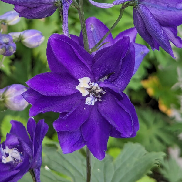 Espuela de caballero "Magic Fountains-Dark Blue Dark Bee" (Delphinium cultorum) semillas