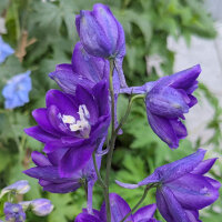 Espuela de caballero "Magic Fountains-Dark Blue Dark Bee" (Delphinium cultorum) semillas