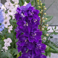 Espuela de caballero "Magic Fountains-Dark Blue Dark Bee" (Delphinium cultorum) semillas