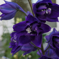 Espuela de caballero "Magic Fountains-Dark Blue Dark Bee" (Delphinium cultorum) semillas