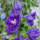 Espuela de caballero "Magic Fountains-Dark Blue Dark Bee" (Delphinium cultorum) semillas