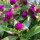 Globe Amaranth / Bachelors Button (Gomphrena globosa) semillas