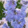 Espuela de caballero "Magic Fountains-Sky Blue, White Bee" (Delphinium cultorum) semillas