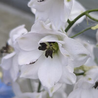 Espuela de caballero "Magic Fountains-White, Dark Bee" (Delphinium cultorum) semillas