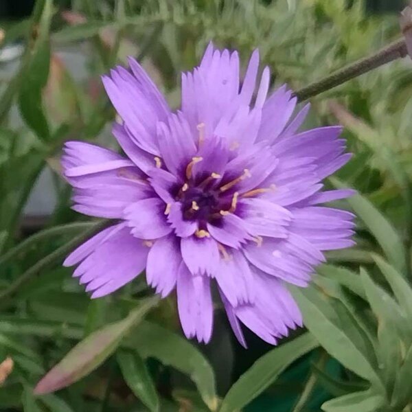 Hierba Cupido de flores azules (Catananche caerulea) semillas