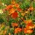 Amapola de Islandia (Papaver nudicaule) semillas