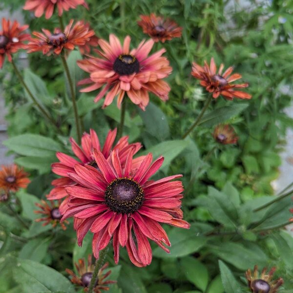 Rudbeckia Sahara (Rudbeckia hirta)