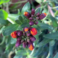 Alhelí amarillo Goliath Brown (Erysimum cheiri) semillas