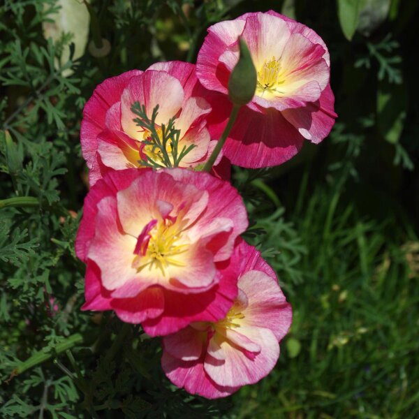 Amapola de California “Rose Chiffon” (Eschscholzia californica) semillas