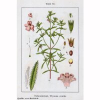 Ajedrea de jardín (Satureja hortensis) semillas