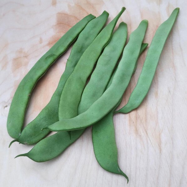 Judía verde enana Pfaelzer Juni (Phaseolus vulgaris) semillas