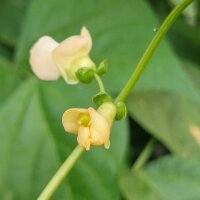 Judía verde enana Pfaelzer Juni (Phaseolus vulgaris) semillas