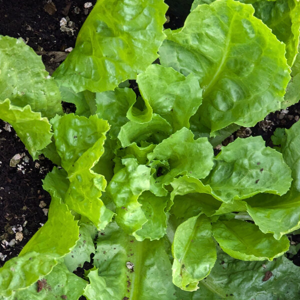 Endivia Escarola verde (Cichorium endivia) semillas