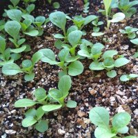 Canónigos de Corazón Lleno (Valerianella locusta) semillas