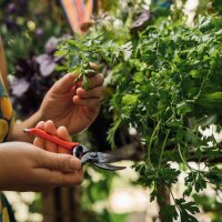 Nuestras plantas favoritas: hortalizas para jardineros urbanos (Orgánicas) - Set de semillas