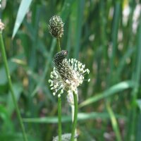 Llantén Menor (Plantago lanceolata) orgánico semillas