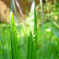 Llantén Menor (Plantago lanceolata) orgánico semillas