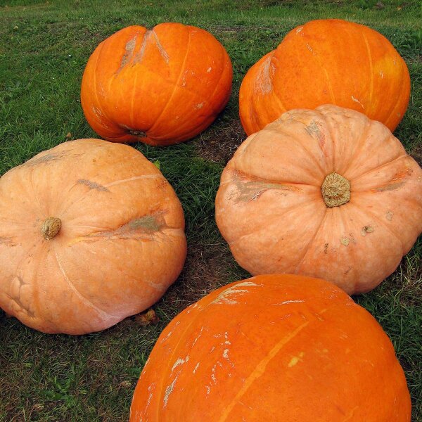 Calabaza Gele Centenaar (Cucurbita maxima) semillas