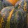 Calabaza de estiria Herakles (Cucurbita pepo var. styriaca) semillas