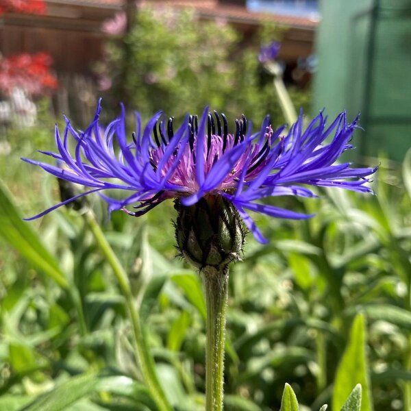 Centaura de las montañas (Centaurea montana) semillas