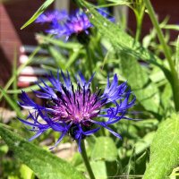 Centaura de las montañas (Centaurea montana) semillas