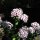El clavel del poeta (Dianthus barbatus) semillas