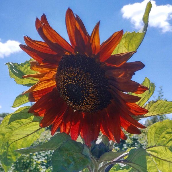 Girasol Autumn Beauty (Helianthus annuus) semillas