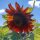 Girasol Autumn Beauty (Helianthus annuus) semillas