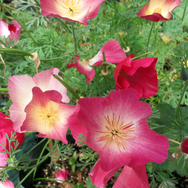 Californian Poppy Carmine King (Eschscholzia californica) semillas