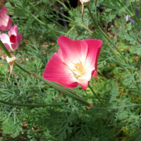 Californian Poppy Carmine King (Eschscholzia californica) semillas