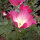 Californian Poppy Carmine King (Eschscholzia californica) semillas