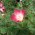 Californian Poppy Carmine King (Eschscholzia californica) semillas