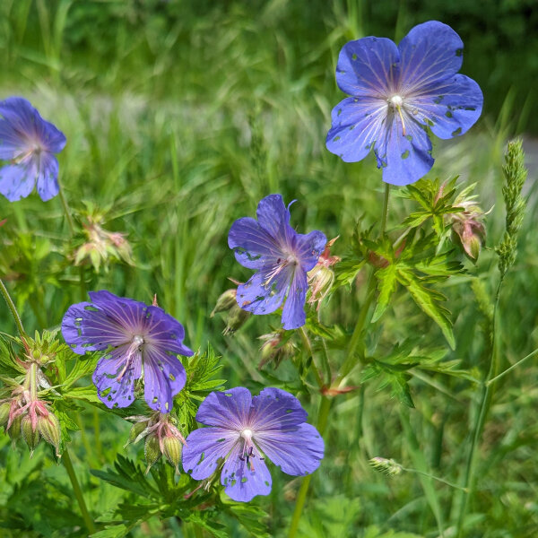 Geranio Quinto (Geranium pratense) semillas