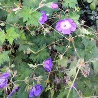 Geranio Quinto (Geranium pratense) semillas