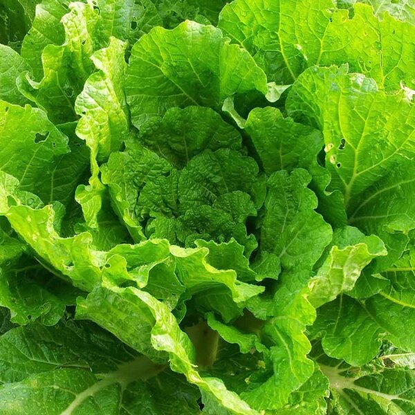 Col China Wong Bok (Brassica rapa subsp. pekinensis) semillas