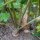 Raíz de perejil de Hamburgo (Petroselinum crispum) semillas